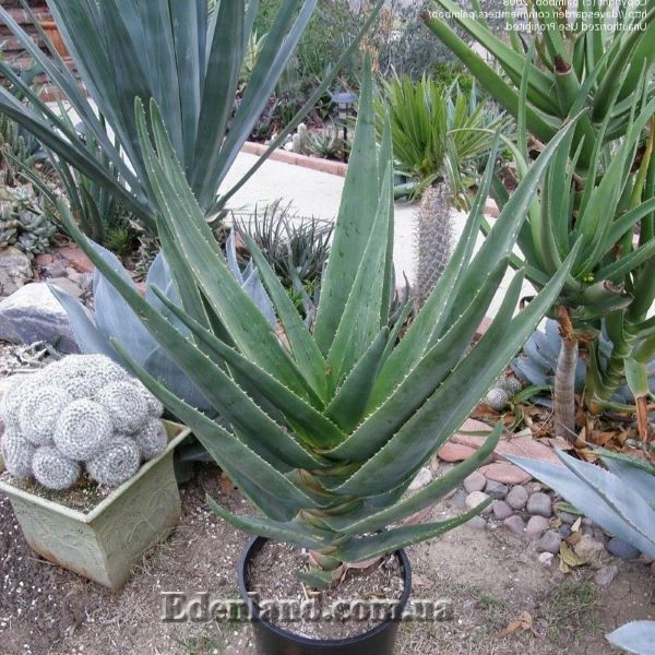 Зображення молода рослина