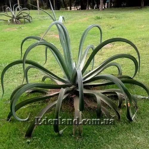 Изображение Агава Вильморена - Agave vilmoriniana