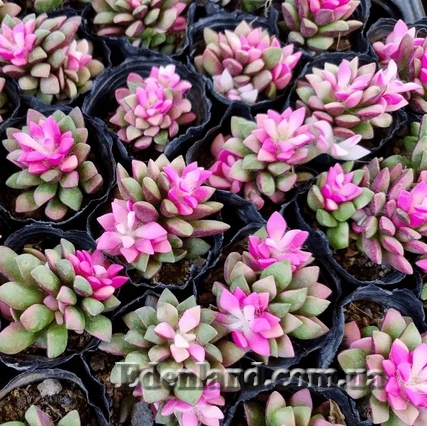 Изображение Анакампсерос краснеющий Санрайз  - Anacampseros rufescens cv 'Sunrise'