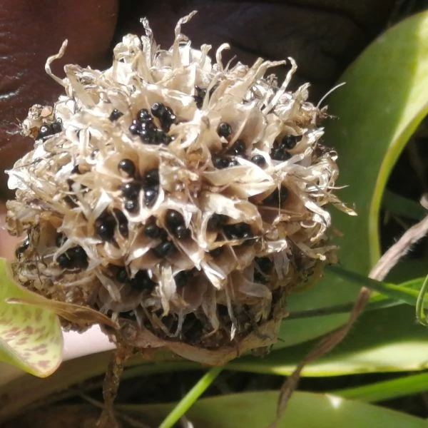 Изображение созревшие семена