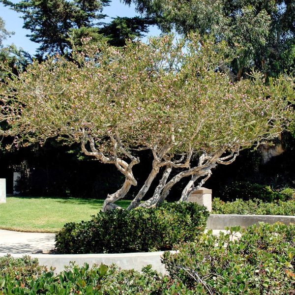 Зображення Мелалеука острівна - Melaleuca nesophila