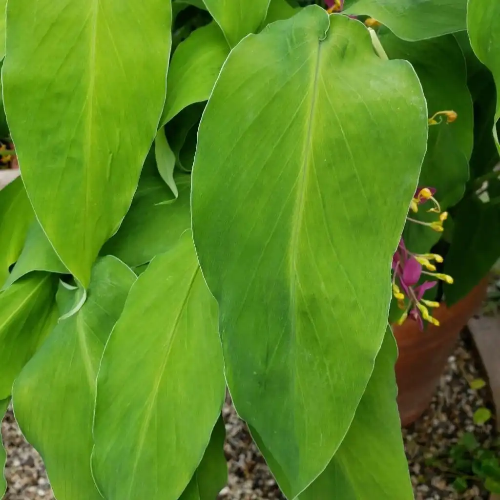 Зображення листя