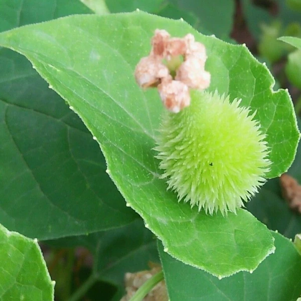 Зображення Момордика дводомна - Momordica dioica  