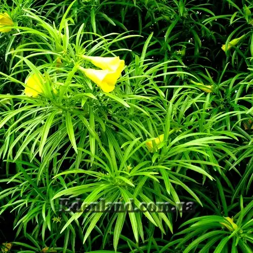 Изображение листья