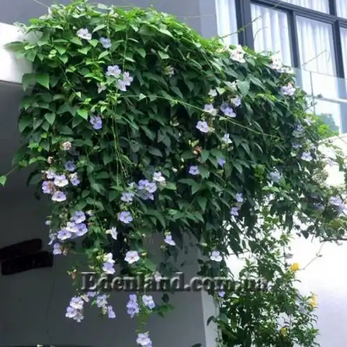Изображение Тунбергия крупноцветковая - Thunbergia grandiflora