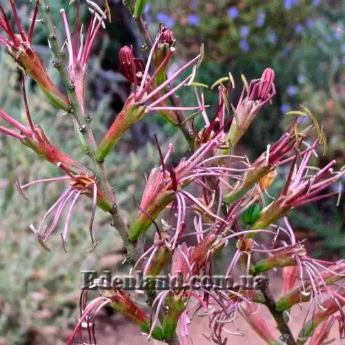 Зображення цветы