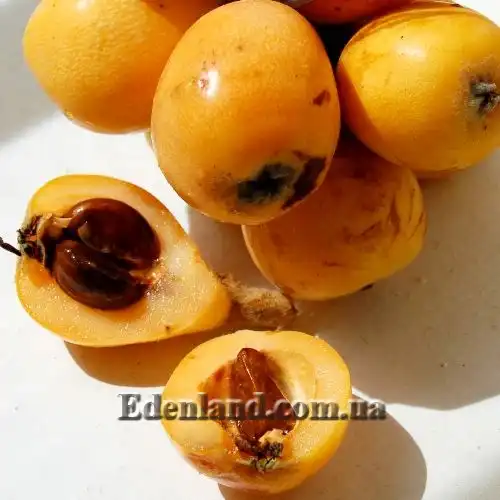 Изображение плод мушмулы