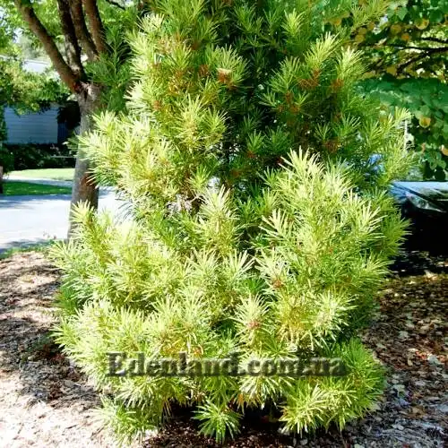 Изображение Подокарпус - Podocarpus