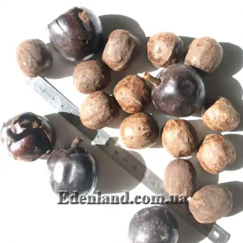 Изображение плоды и семена