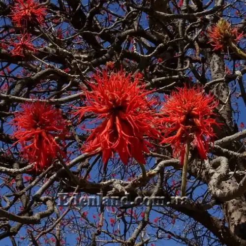 Зображення Еритріна абіссінська - Erythrina abyssinica