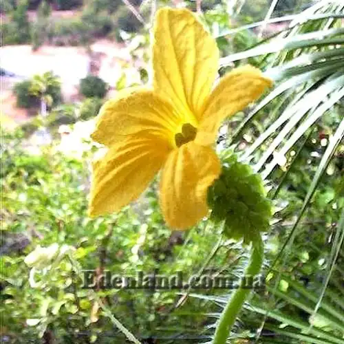 Изображение женский цветок