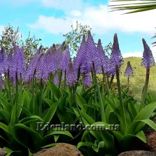 Изображение Сцилла широколистная - Scilla latifolia