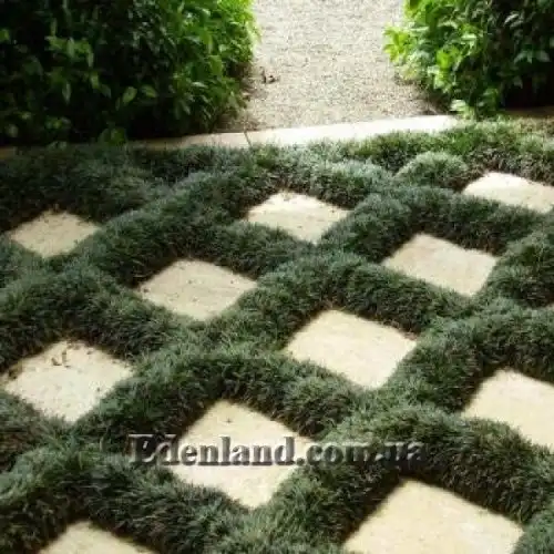 Изображение Офиопогон японский - Ophiopogon japonicus