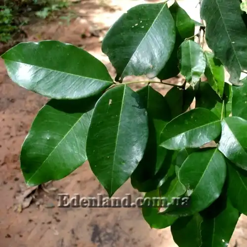 Изображение листья