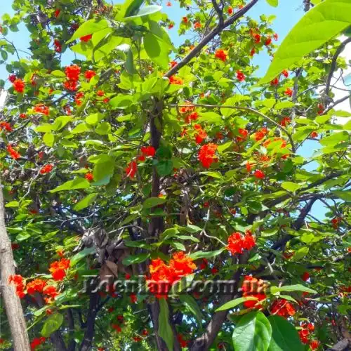 Зображення Кордія Себестена - Cordia sebestena