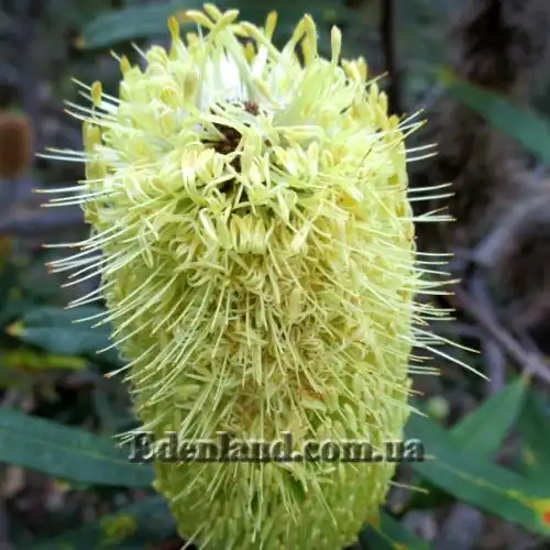 Изображение Банксия мощная - Banksia robur