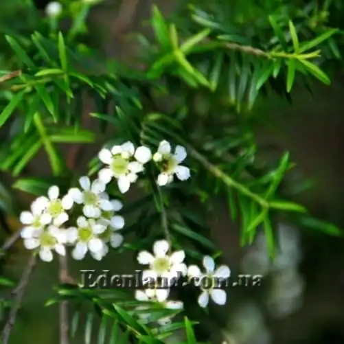 Изображение Саннанта прутьевидная - Sannantha virgata