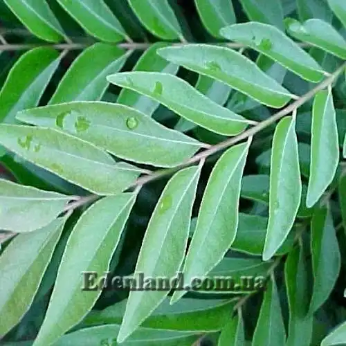 Изображение Муррайя Кёнига - Murraya koenigii