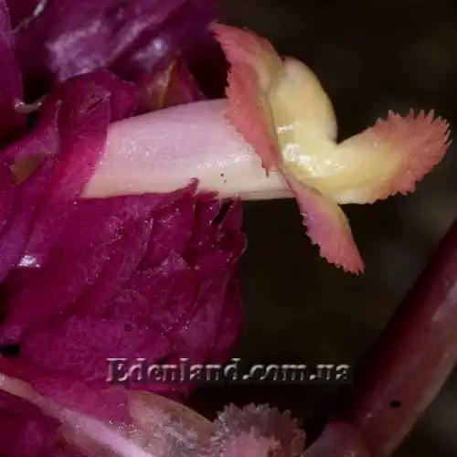 Изображение Дримония турриалве - Drymonia turrialvae