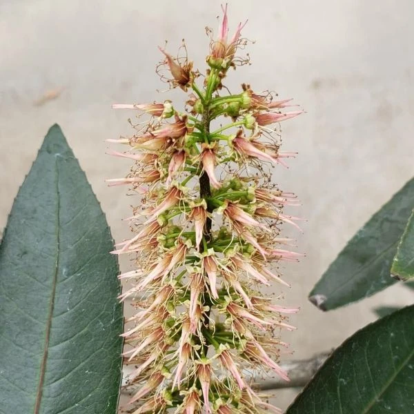 Изображение Кунония капская  - Cunonia capensis 