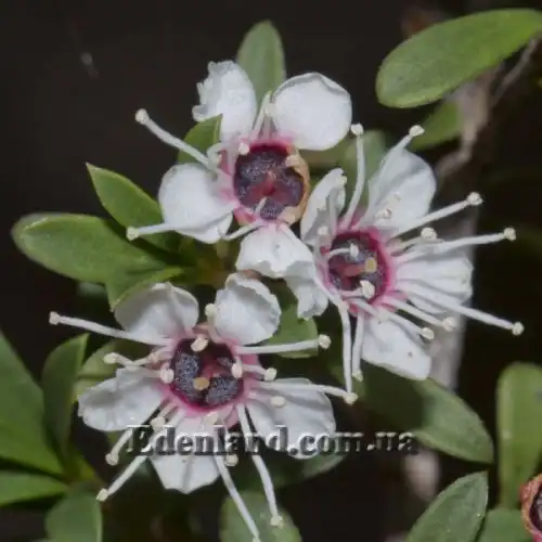 Изображение Кунцея вересковая - Kunzea ericoides