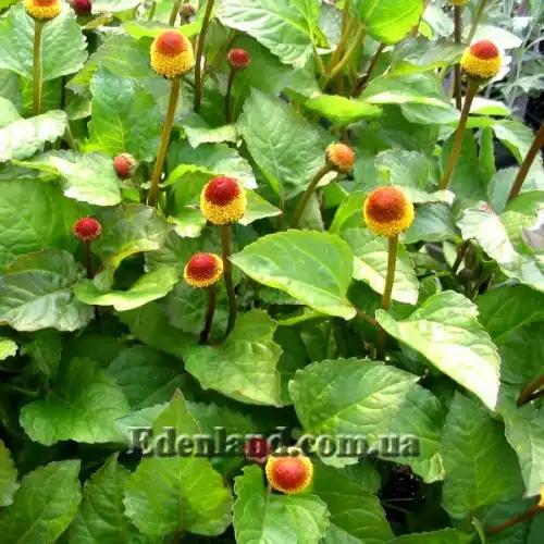 Зображення Спілантес городній - Spilanthes oleracea