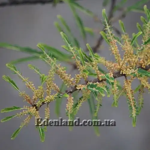 Изображение Филлантус эмблика - Phyllanthus emblica