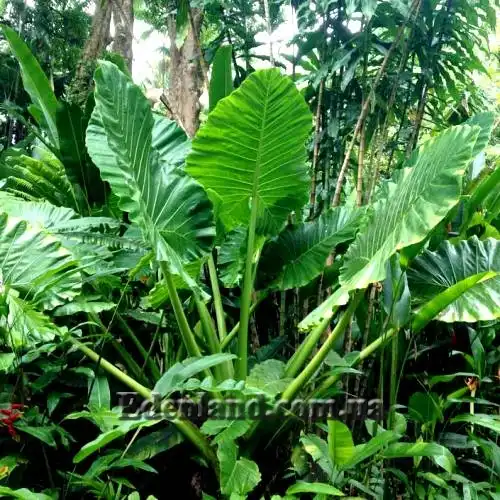 Изображение Алоказия пахучая - Alocasia odora