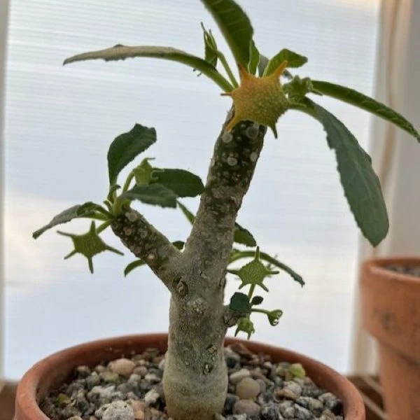 Зображення Дорстенія смердюча - Dorstenia foetida