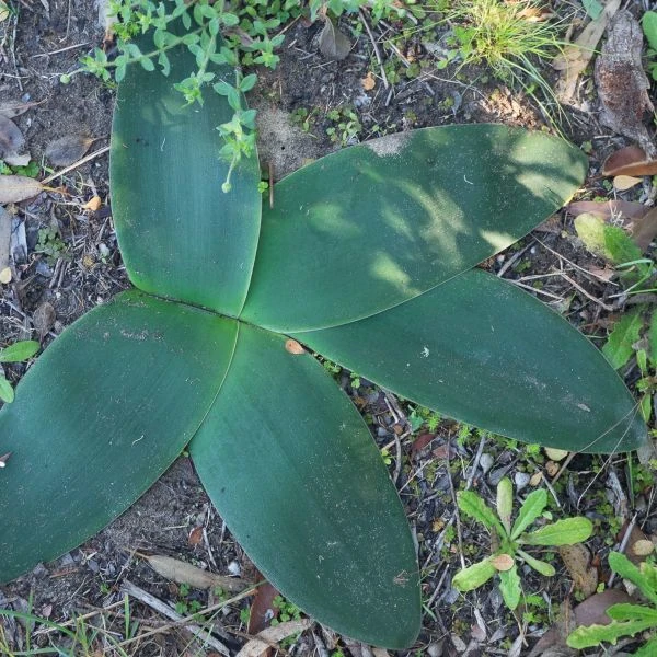 Изображение Брунсвигия восточная - Brunsvigia orientalis  