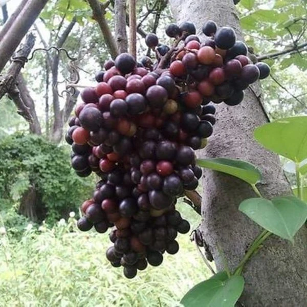Зображення Ампелоцисус Мартіні - Ampelocissus martini 
