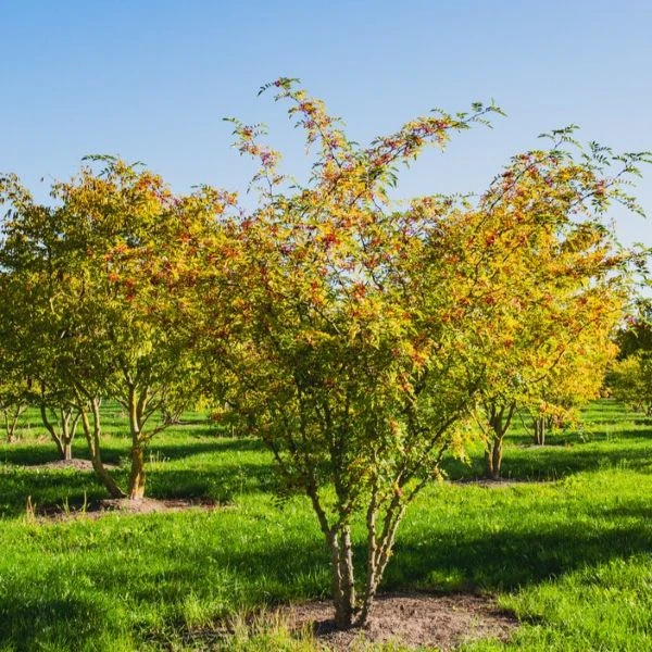 Изображение Зантоксилум подражающий - Zanthoxylum simulans  