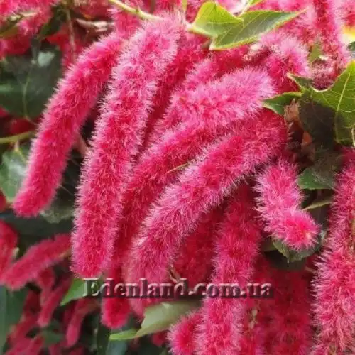 Зображення Акаліфа щетиниста - Acalypha hispida