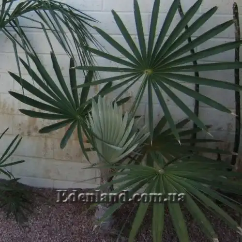 Изображение Коккотринакс борхидиана - Coccothrinax borhidiana