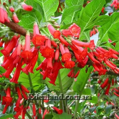 Изображение Иохрома фуксиевидная - Iochroma fuchsioides 