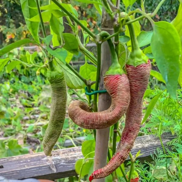 Зображення Перець Режа Македонський - Rezha Macedonian 