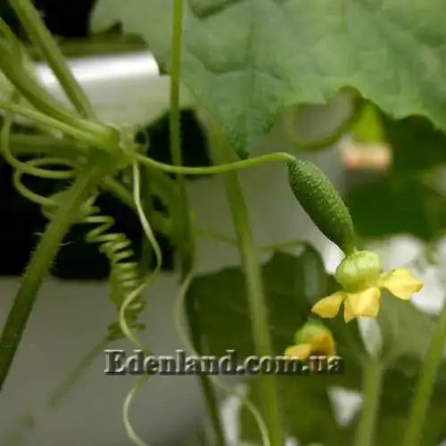 Зображення зав'язь