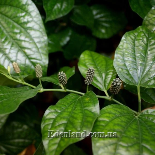 Зображення Перець гілчастий  - Piper sarmentosum