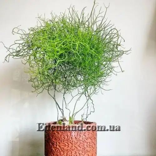 Изображение Бовиэя (Бовея) вьющаяся - Bowiea volubilis