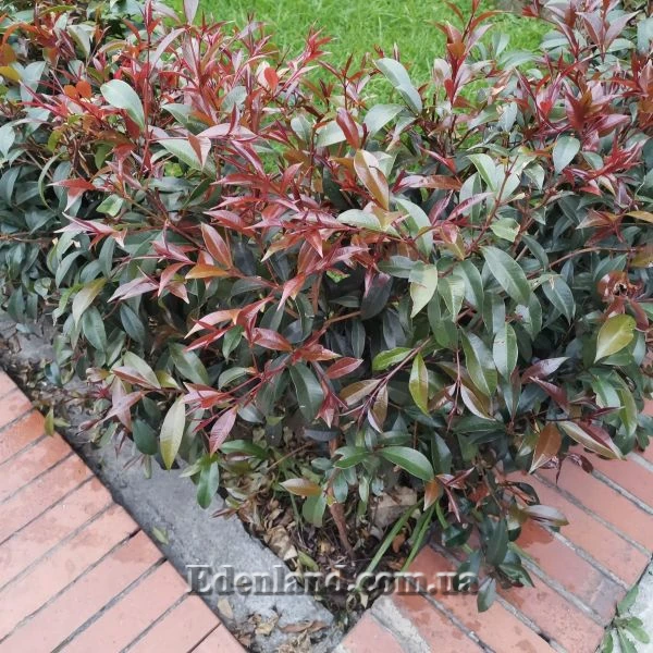 Изображение кусты в саду