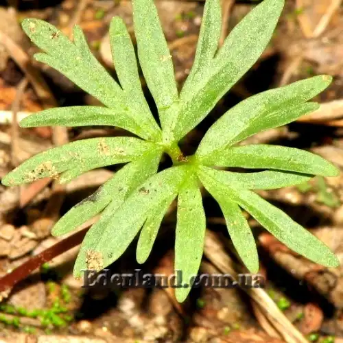 Изображение первые листья у сеянцев