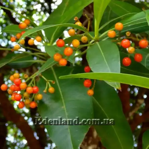 Изображение Фагрея душистая - Fagraea fragrans