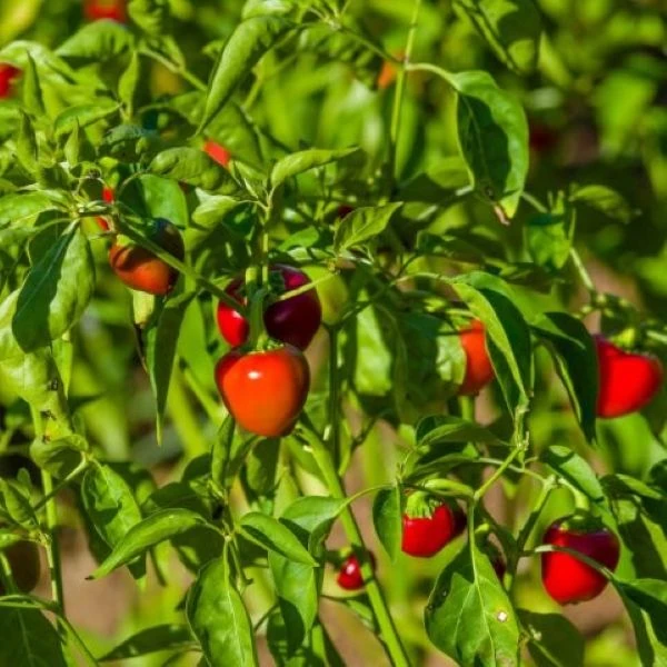 Зображення Перець гострий Корал - Capsicum annuum Koral  