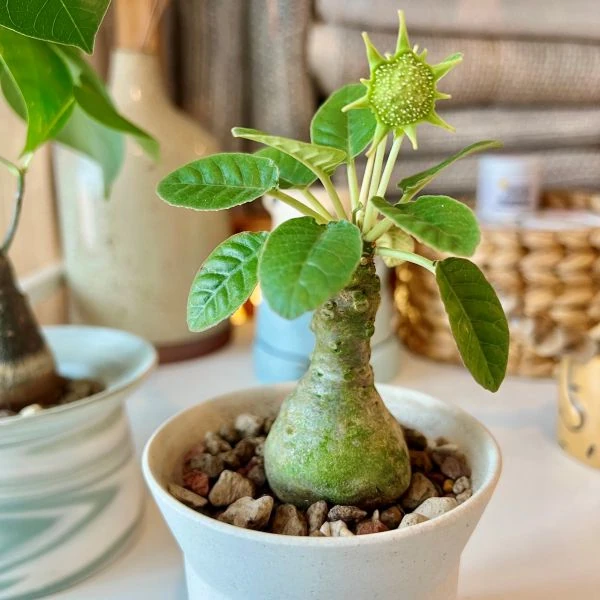 Зображення Дорстенія смердюча - Dorstenia foetida