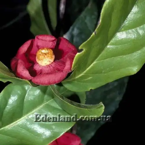 Изображение Увария вогнутая - Uvaria concava