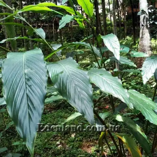 Изображение Элеттария кардамомум - Elettaria cardamomum