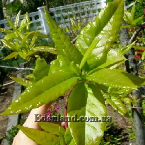 Изображение Оксидендрум древовидный - Oxydendrum arboreum