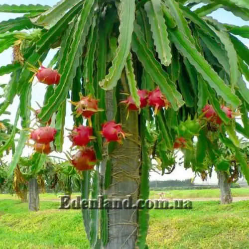 Изображение плоды