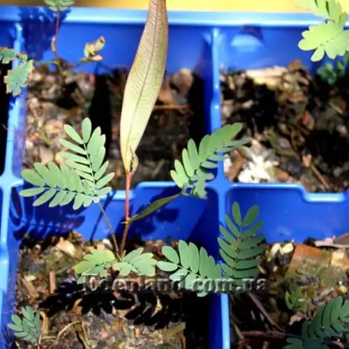 Изображение Акация крупножелезчатая - Acacia macradenia