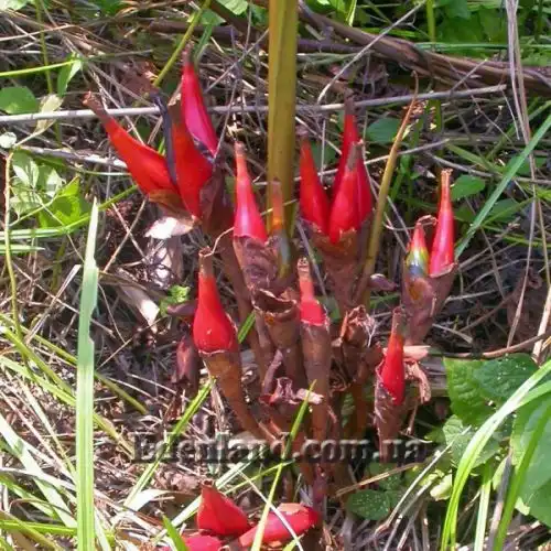 Изображение Афрамомум узколистный - Aframomum angustifolium